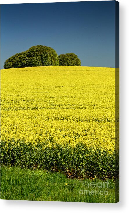 Rapeseed Acrylic Print featuring the photograph Rapeseed field by Sheila Smart Fine Art Photography