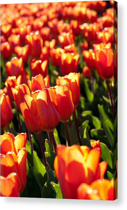 Backlit Acrylic Print featuring the photograph Red Tulips by Francesco Emanuele Carucci