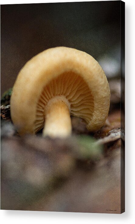 Mushroom Acrylic Print featuring the photograph Resting by WB Johnston