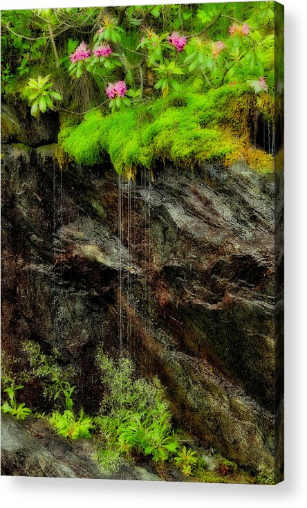Blue Ridge Parkway Acrylic Print featuring the photograph Rhododendron on Wet Cliff Blue Ridge by Dan Carmichael