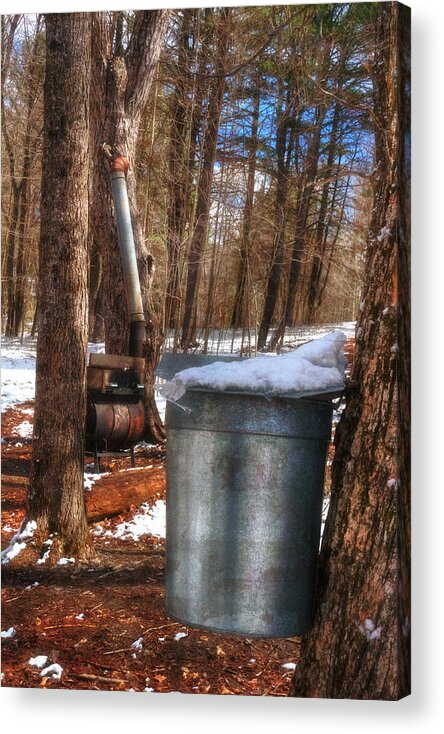Sap Cans Acrylic Print featuring the photograph Sap Cans on Maple Trees in Hollis New Hampshire by Joann Vitali