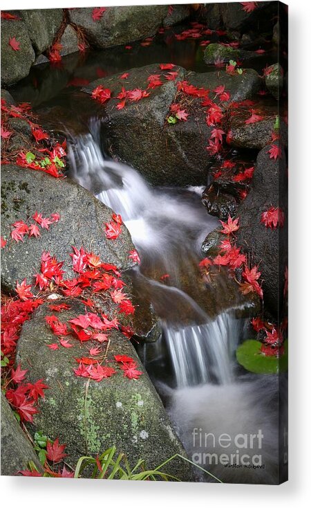 Autumn Stream Serene Tranquil Leaves Red Acrylic Print featuring the photograph Serenity by Winston Rockwell