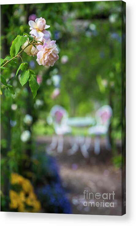 Pink Rose Acrylic Print featuring the photograph The pink rose by Sheila Smart Fine Art Photography