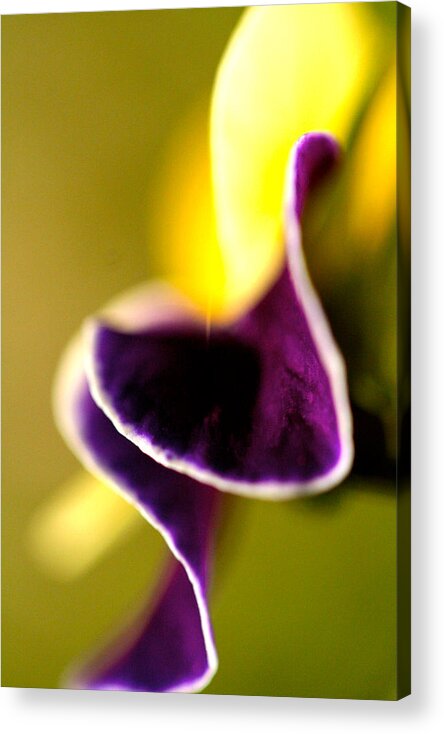 Violet Acrylic Print featuring the photograph Violet by Don Ziegler