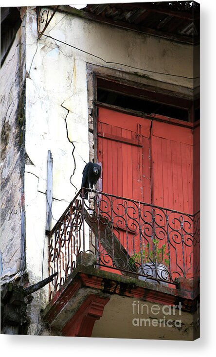 Vulture In Casco Viejo Acrylic Print featuring the photograph Vulture in Casco Viejo by John Rizzuto