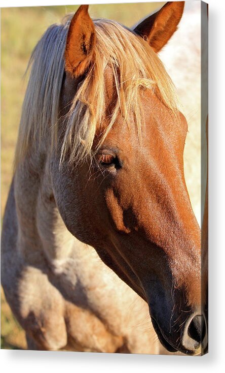 Wild Horse Acrylic Print featuring the photograph Wild Mustang by Kate Purdy