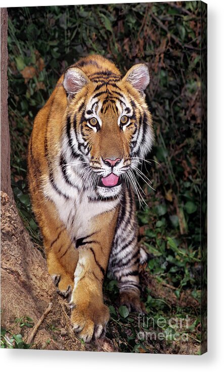 Bengal Tiger Acrylic Print featuring the photograph Bengal Tiger by Tree Endangered Species Wildlife Rescue by Dave Welling
