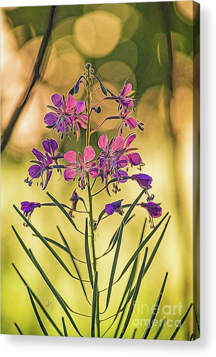 Flower Acrylic Print featuring the photograph Delicate flower by Casper Cammeraat