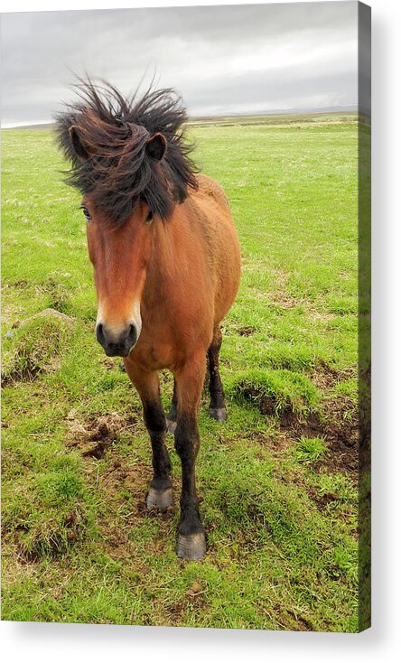 Iceland Acrylic Print featuring the photograph Icelandic Horse with Tousled Mane by Marla Craven