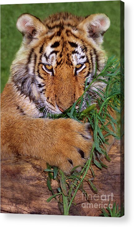 Siberian Tiger Acrylic Print featuring the photograph Siberian Tiger Cub Endangered Species Wildlife Rescue by Dave Welling