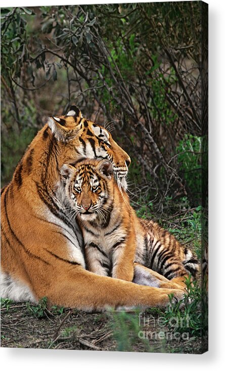 Siberian Tiger Acrylic Print featuring the photograph Siberian Tiger Mother and Cub Endangered Species Wildlife Rescue by Dave Welling