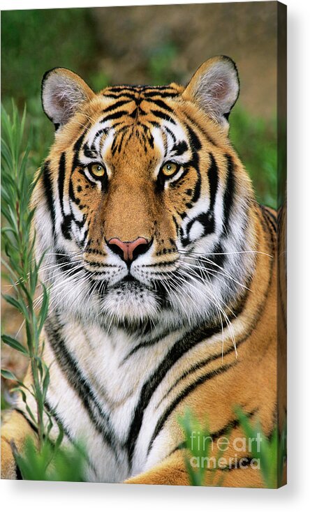Siberian Tiger Acrylic Print featuring the photograph Siberian Tiger Staring Endangered Species Wildlife Rescue by Dave Welling