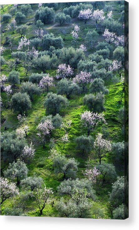 Almonds Acrylic Print featuring the photograph Almond and Olive trees by Gary Browne