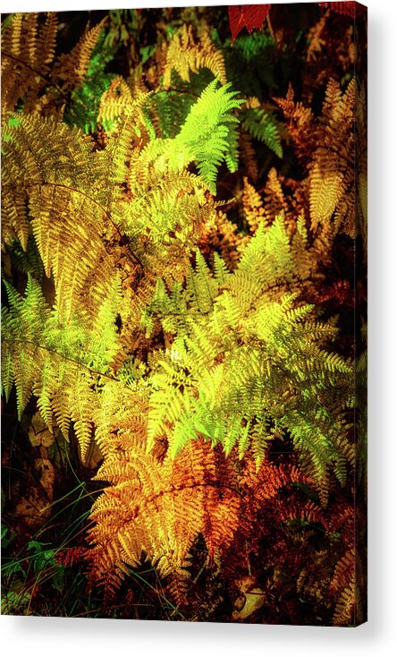 Fall Acrylic Print featuring the photograph Autumn Ferns Glowing in the Blue Ridge Sun by Dan Carmichael