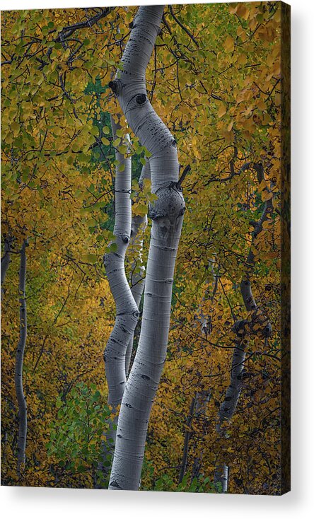 Aspen Trees Acrylic Print featuring the photograph Bent by Chuck Jason