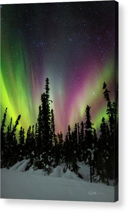 Aurora Borealis Acrylic Print featuring the photograph Forest Light by Ed Boudreau