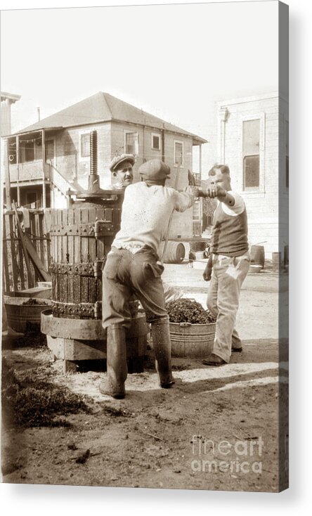 Italian Men Acrylic Print featuring the photograph Italian men in a backyard making wine making in a wooden wine press Monterey 1920 by Monterey County Historical Society