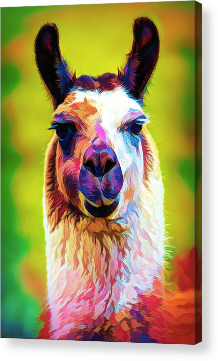 Llama Acrylic Print featuring the photograph Llama by Lou Novick