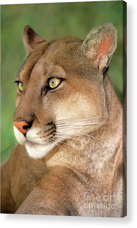 Mountain Lion Acrylic Print featuring the photograph Mountain Lion Portrait Wildlife Rescue by Dave Welling
