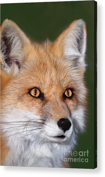 Red Fox Acrylic Print featuring the photograph Red Fox Portrait Wildlife Rescue by Dave Welling