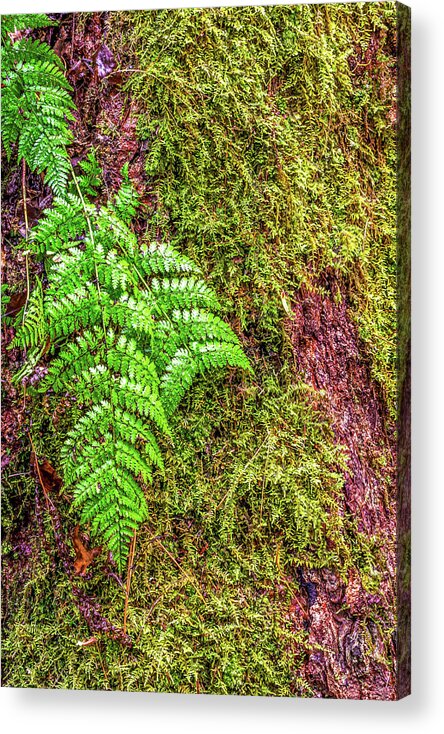 Outdoors Acrylic Print featuring the photograph Kentucky Tropics by Ed Newell