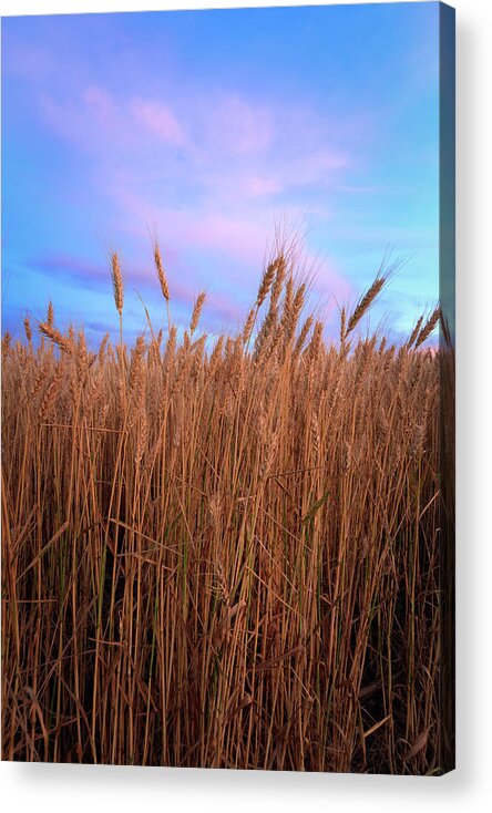 Great Plains Acrylic Print featuring the photograph The Edge of the Wheat Field by Scott Bean