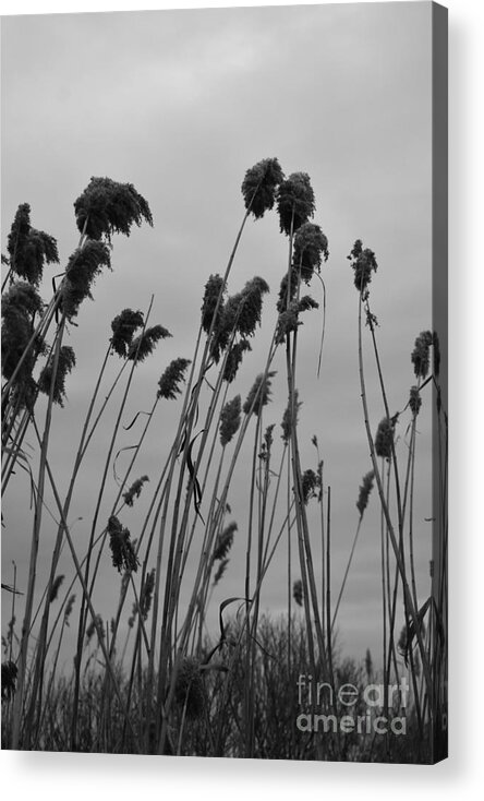 Phragmites Acrylic Print featuring the photograph Windy Cloudy Sunset by Fantasy Seasons