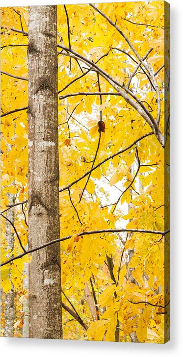 Yellow Acrylic Print featuring the photograph Yellow Tree by Nathaniel Kidd