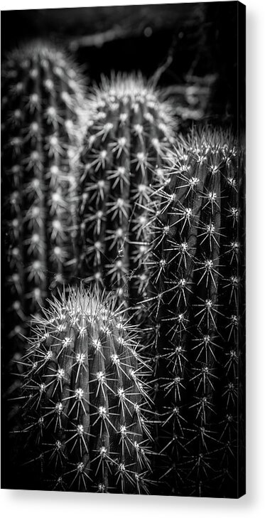 Background Acrylic Print featuring the photograph Cacti by Mike Fusaro