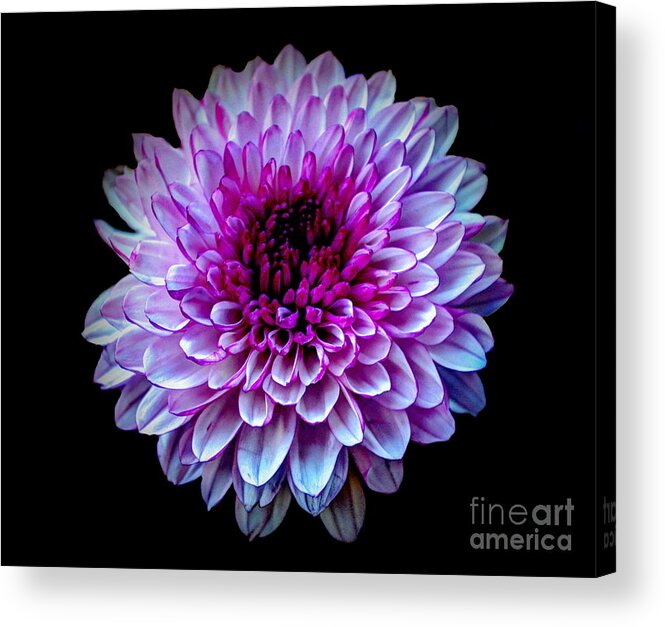 Nature Acrylic Print featuring the photograph Purple On Black by Michelle Meenawong