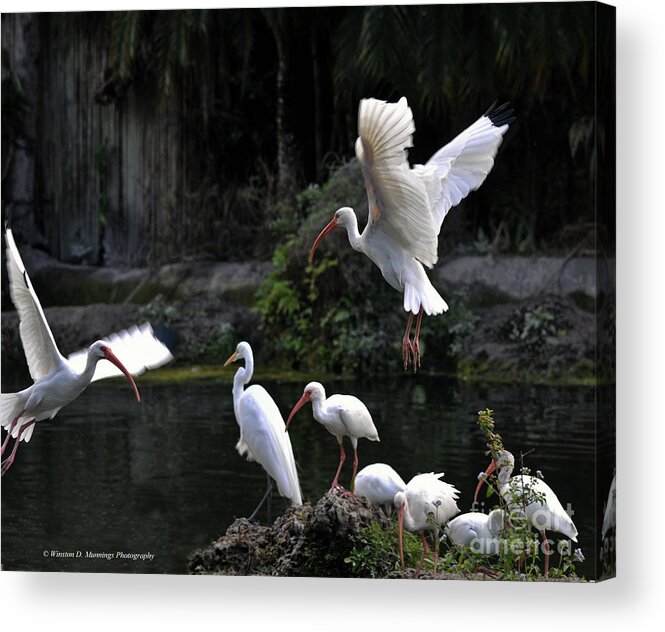 Ibis Acrylic Print featuring the photograph American White Ibis #2 by Winston D Munnings