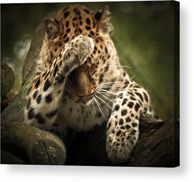 Animal Acrylic Print featuring the photograph Amur Leopard by Chris Boulton