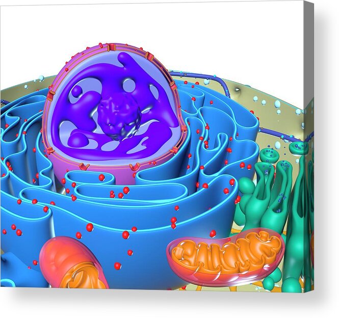 Animal Cell Acrylic Print featuring the photograph Animal Cell #1 by Alfred Pasieka/science Photo Library