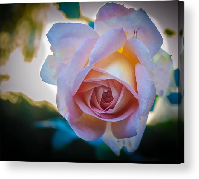 Rose Acrylic Print featuring the photograph Autumn Rose by GeeLeesa Productions