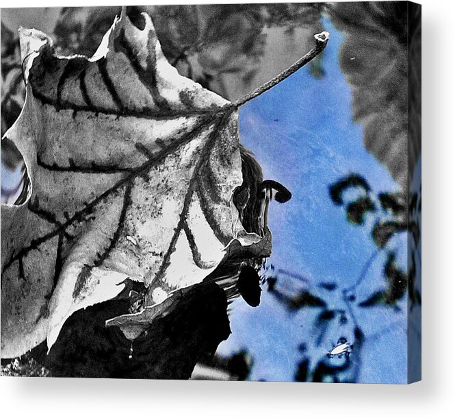 Leaf Acrylic Print featuring the photograph Blue #2 by Carlee Ojeda