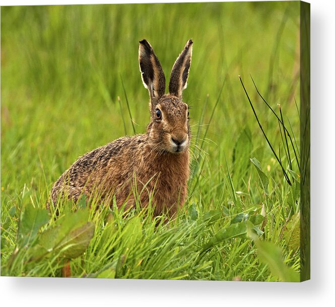 Hare Acrylic Print featuring the photograph Brown Hare #1 by Paul Scoullar