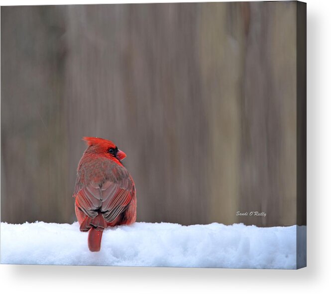 Northern Cardinal Acrylic Print featuring the photograph Cardinal In The Snowstorm #1 by Sandi OReilly