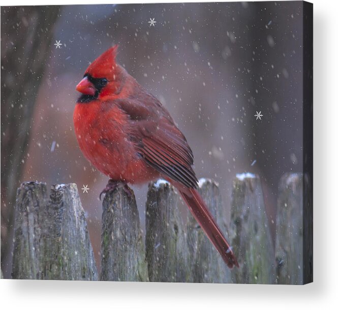 Cardinal Acrylic Print featuring the photograph Cold Cardinal by Cathy Kovarik