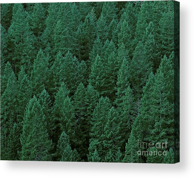 Plant Acrylic Print featuring the photograph Evergreen Trees #1 by Jim Corwin