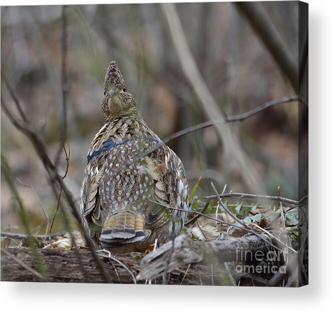 West Virginia Birds Acrylic Print featuring the photograph I See You #2 by Randy Bodkins