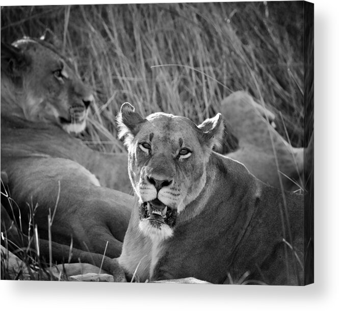 Lioness Acrylic Print featuring the photograph Lioness #1 by Gigi Ebert