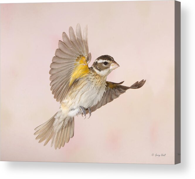 Nature Acrylic Print featuring the photograph Mama Rosie #1 by Gerry Sibell