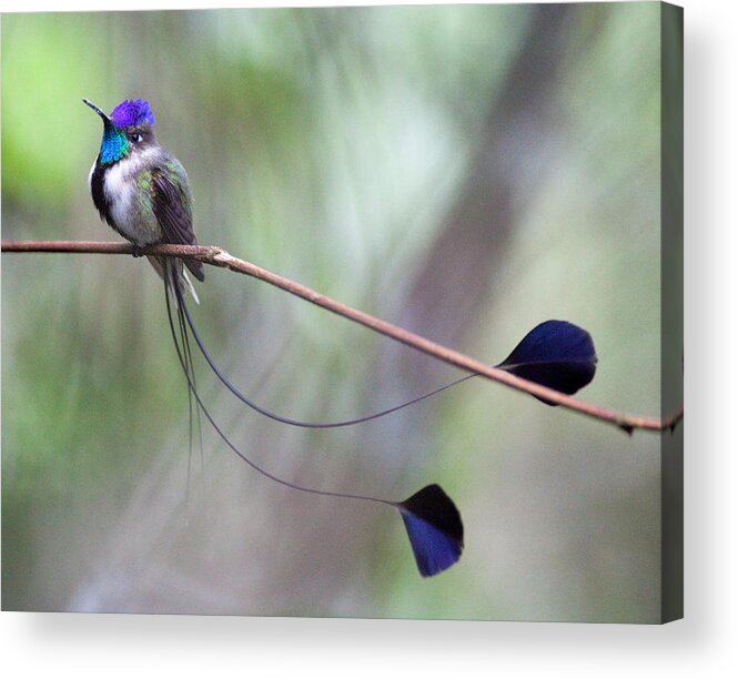 Peru Acrylic Print featuring the photograph Marvelous Spatuletail #1 by Max Waugh