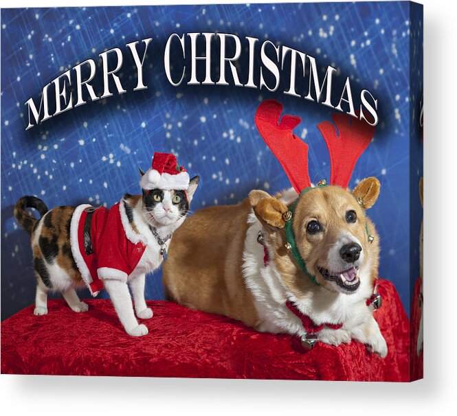 Animals Acrylic Print featuring the photograph Merry Christmas #1 by Melany Sarafis