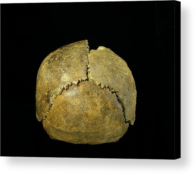 Anthropological Acrylic Print featuring the photograph Neanderthal Cranium #1 by Natural History Museum, London/science Photo Library