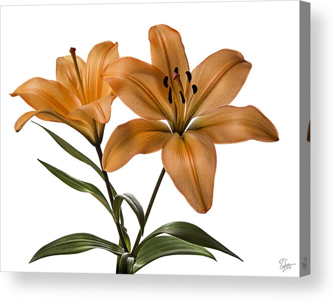 Flower Acrylic Print featuring the photograph Orange Asiatic Lilies #1 by Endre Balogh