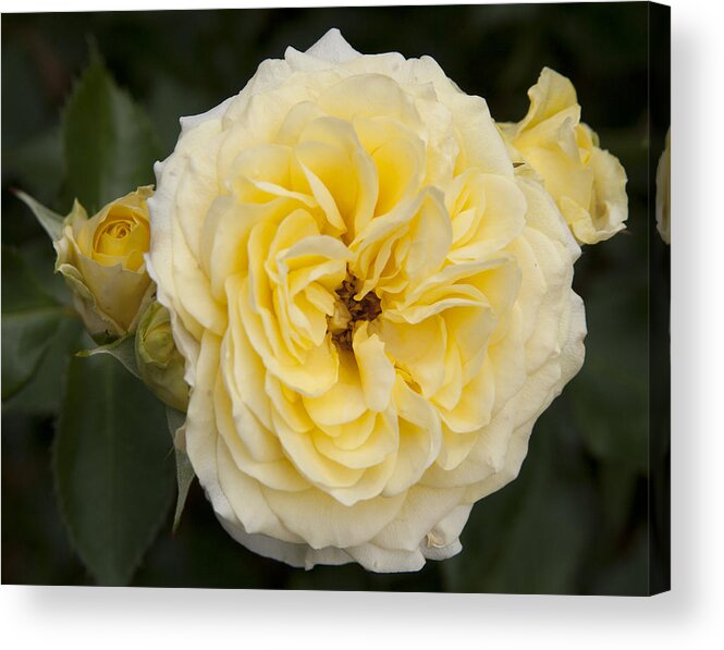 Flower Acrylic Print featuring the photograph Pale Yellow #1 by Masami Iida