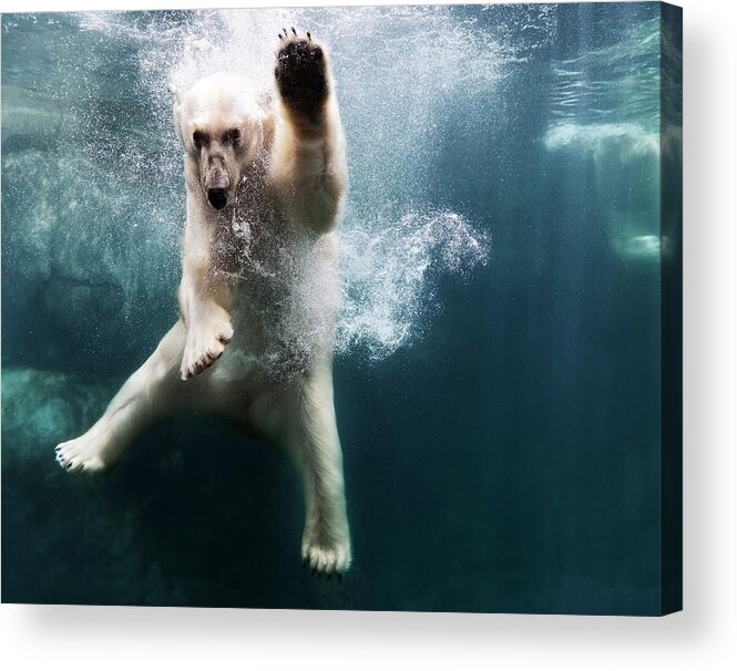 Diving Into Water Acrylic Print featuring the photograph Polarbear In Water by Henrik Sorensen