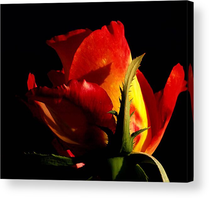 Rose Acrylic Print featuring the photograph Rising Rose #1 by Camille Lopez