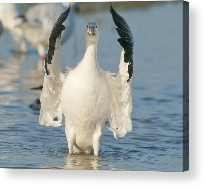 Feb0514 Acrylic Print featuring the photograph Snow Goose Flapping Skagit River #1 by Kevin Schafer
